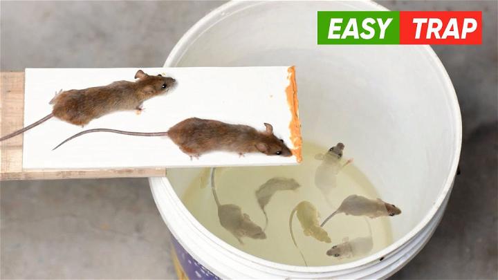 Water Bucket Mouse Trap