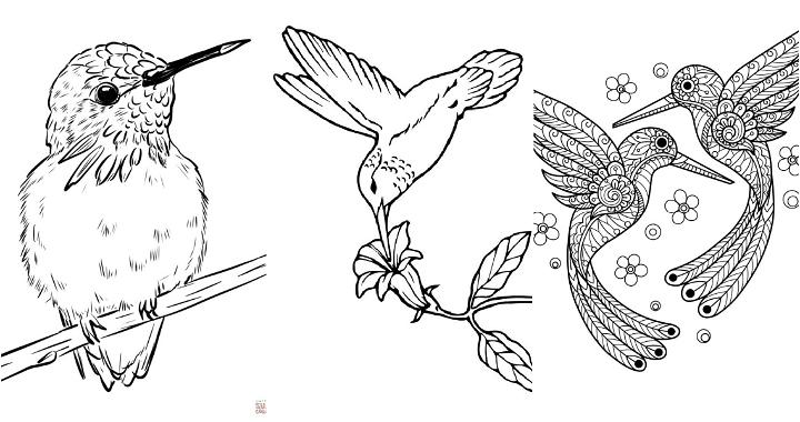 25 Easy and Free Hummingbird Coloring Pages for Kids and Adults - Cute Hummingbird Coloring Pictures and Sheets Printable