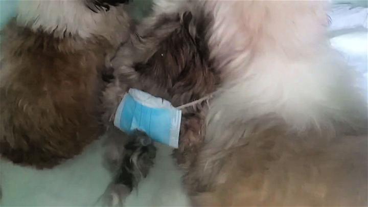 DIY Female Dog Diaper