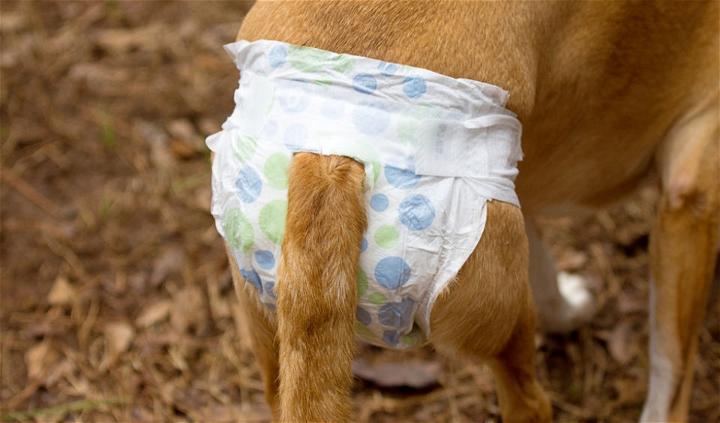 How to Make a Diaper for a Dog