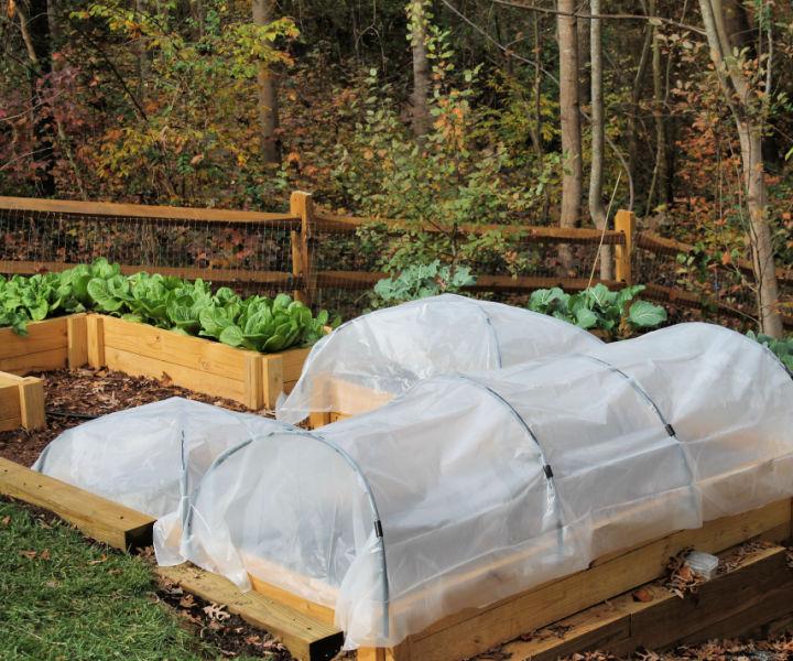 Simple Hoop Houses To Grow Lettuce