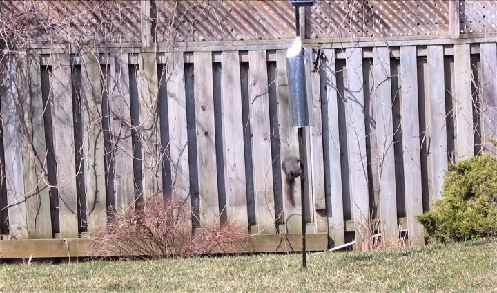 Squirrel Baffle Using Galvanized Pipe