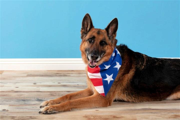 Homemade American Flag Dog Bandana