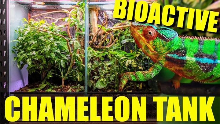 How to Setup Bioactive Chameleon Enclosure