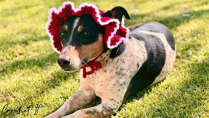 Crochet Dog Bucket Hat Step by Step Instructions
