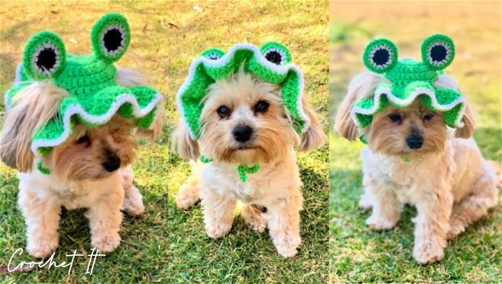 Crochet Frog Dog Hat Design Free Pattern