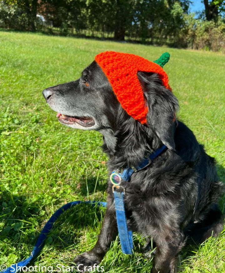 Crochet Pumpkin Hat for Dogs