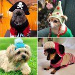 20 Free Crochet Dog Hat Patterns (Detailed Pattern)