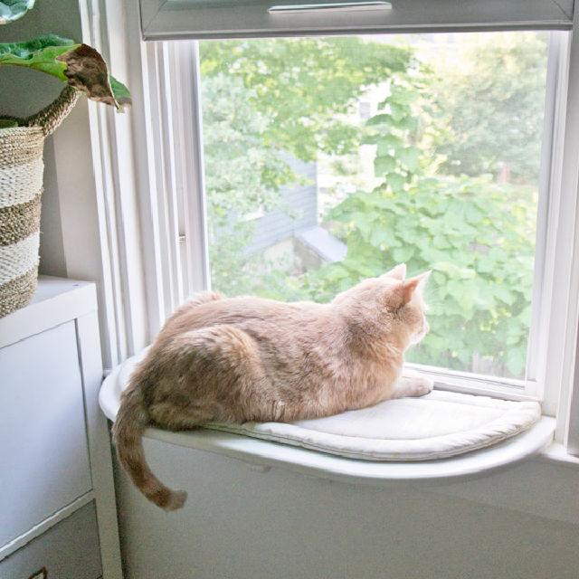 How to Build a Cat Window Perch