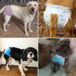 DIY Dog Diaper to Keep Your Furry Friend Comfortable