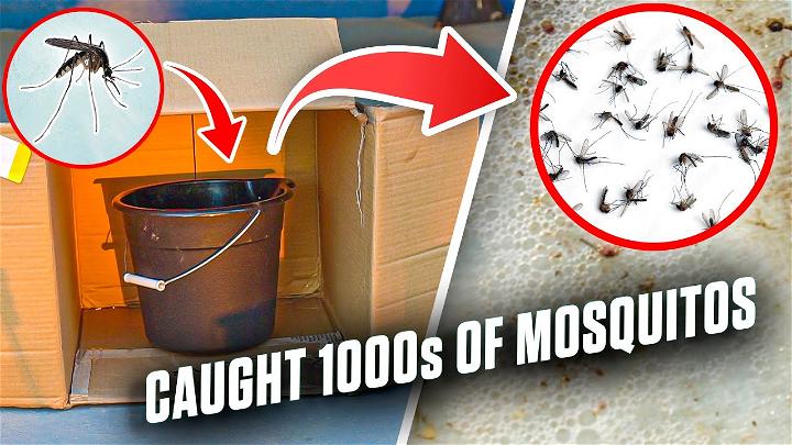 diy mosquito trap