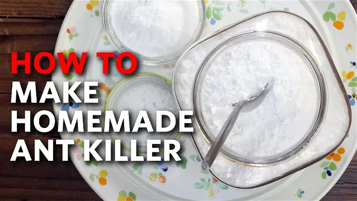 homemade diy ant killer