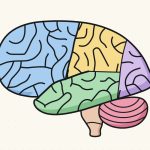 How to Draw a Brain Step by Step (Easy Side View)