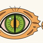 How to Draw a Cat Eye Step by Step (Slit and Round Pupil)