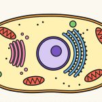 How to Draw a Cell Step by Step (Easy Animal Cell Diagram)
