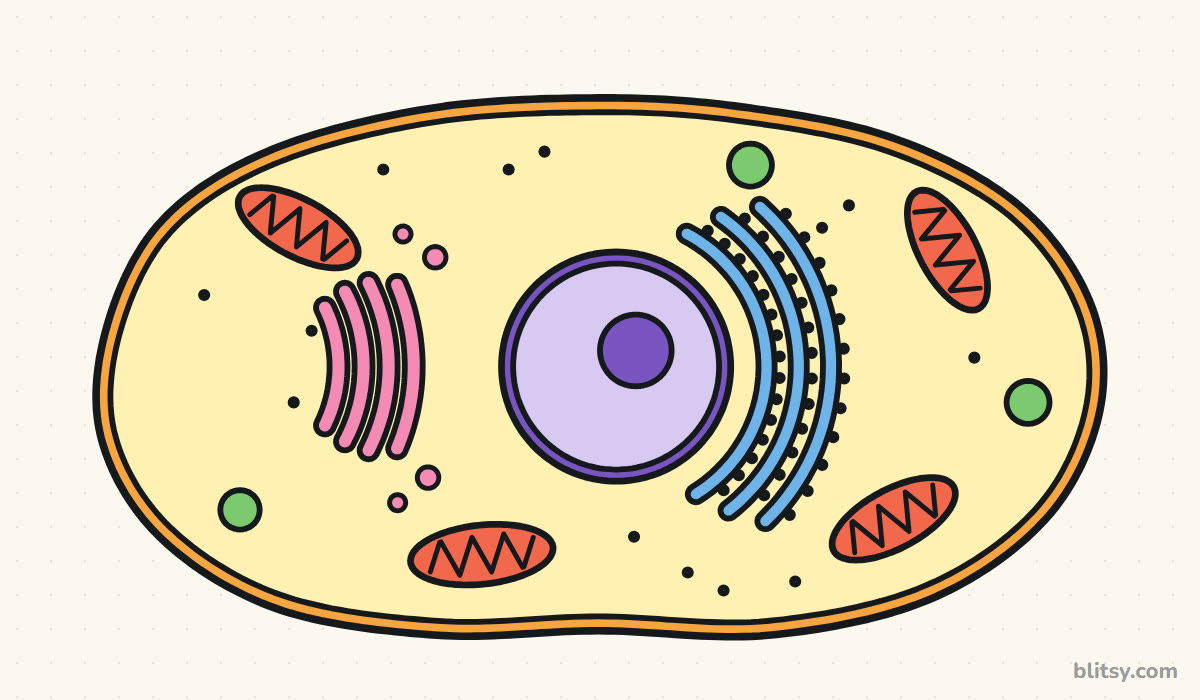 How to draw a cell step by step - finished colored cell drawing