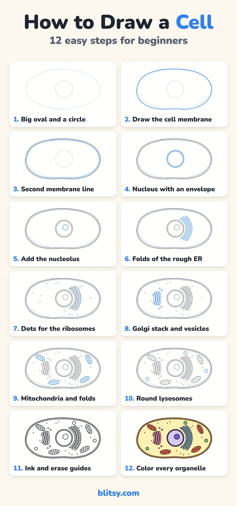 How to draw a cell step by step - all 12 steps on one page (Pinterest)