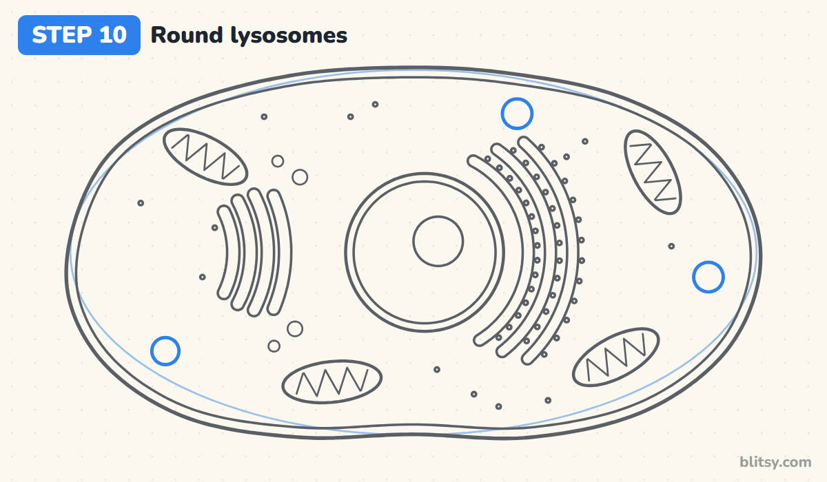 How to draw a cell step by step step 10 - place a few lysosomes