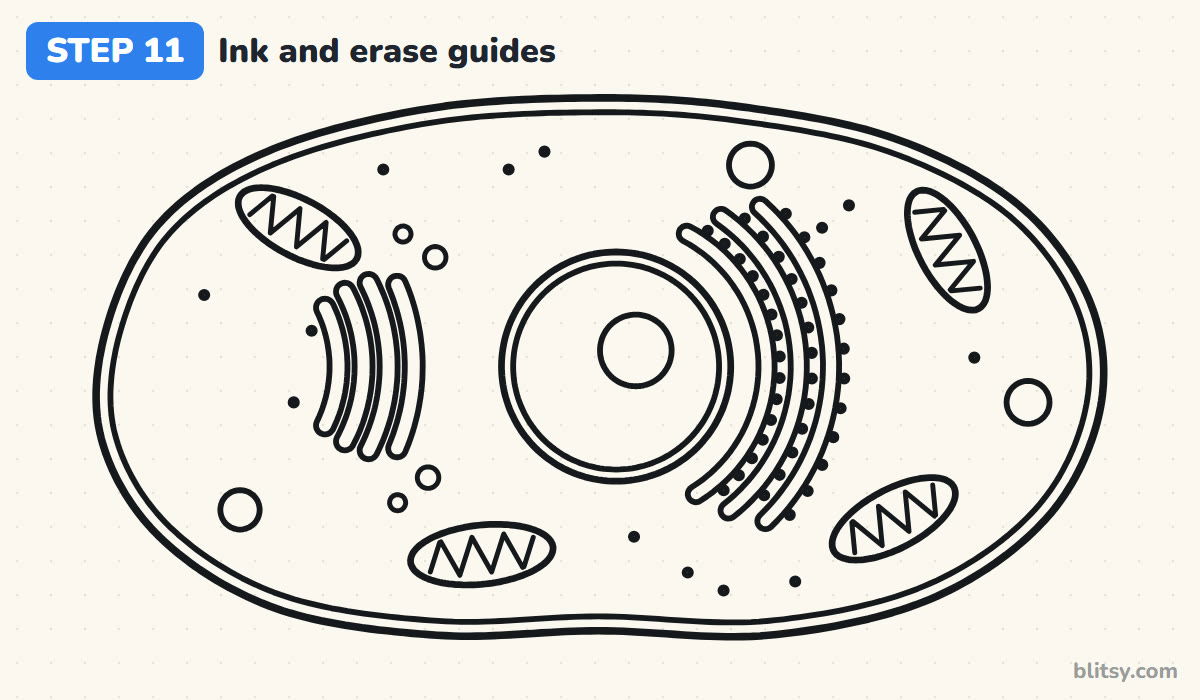 How to draw a cell step by step step 11 - ink the diagram and erase the guides