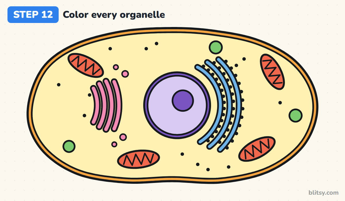 How to draw a cell step by step step 12 - color every organelle