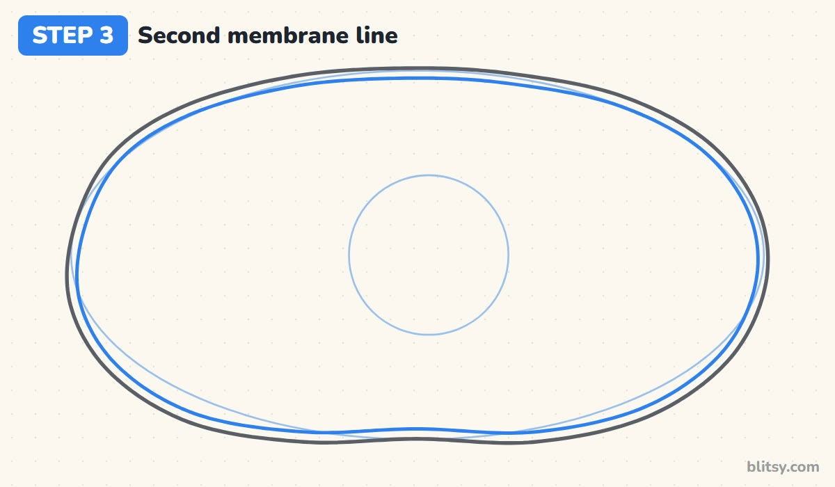 How to draw a cell step by step step 3 - add a second membrane line