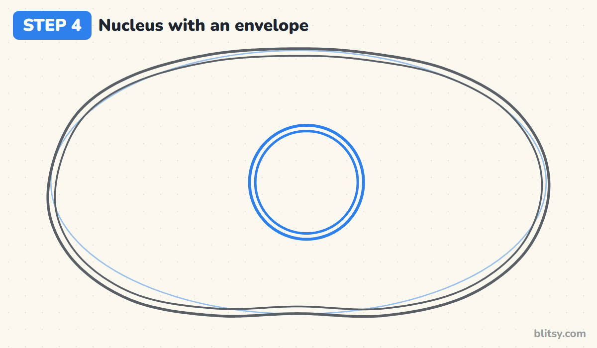 How to draw a cell step by step step 4 - draw the nucleus and its envelope