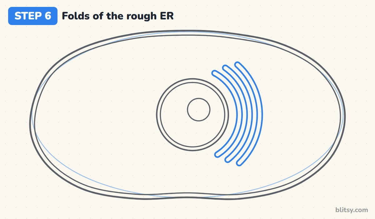 How to draw a cell step by step step 6 - fold the rough er around the nucleus
