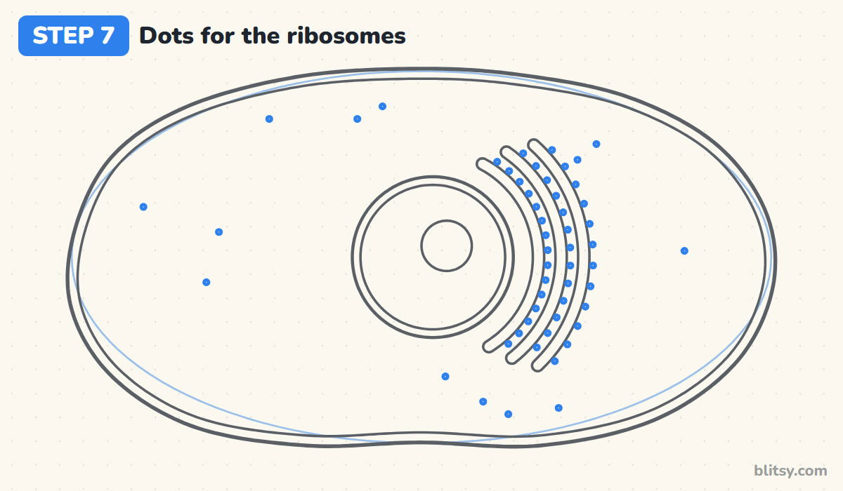 How to draw a cell step by step step 7 - dot the ribosomes