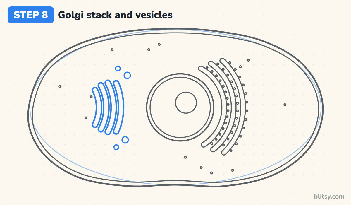 How to draw a cell step by step step 8 - draw the golgi stack and vesicles