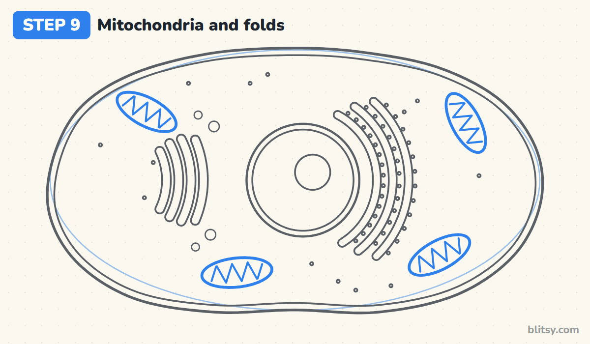 How to draw a cell step by step step 9 - add the mitochondria with their folds