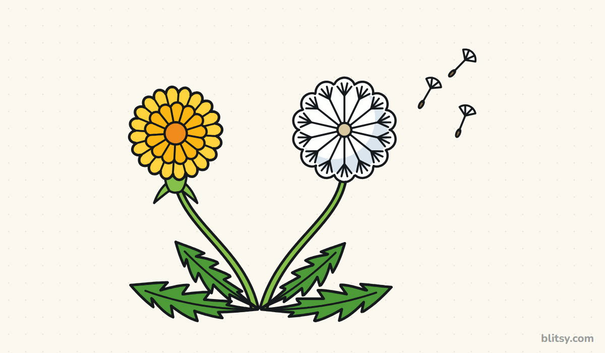 How to draw a dandelion step by step - finished colored dandelion drawing