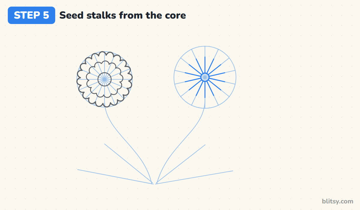 How to draw a dandelion step by step step 5 - draw the seed stalks from the core