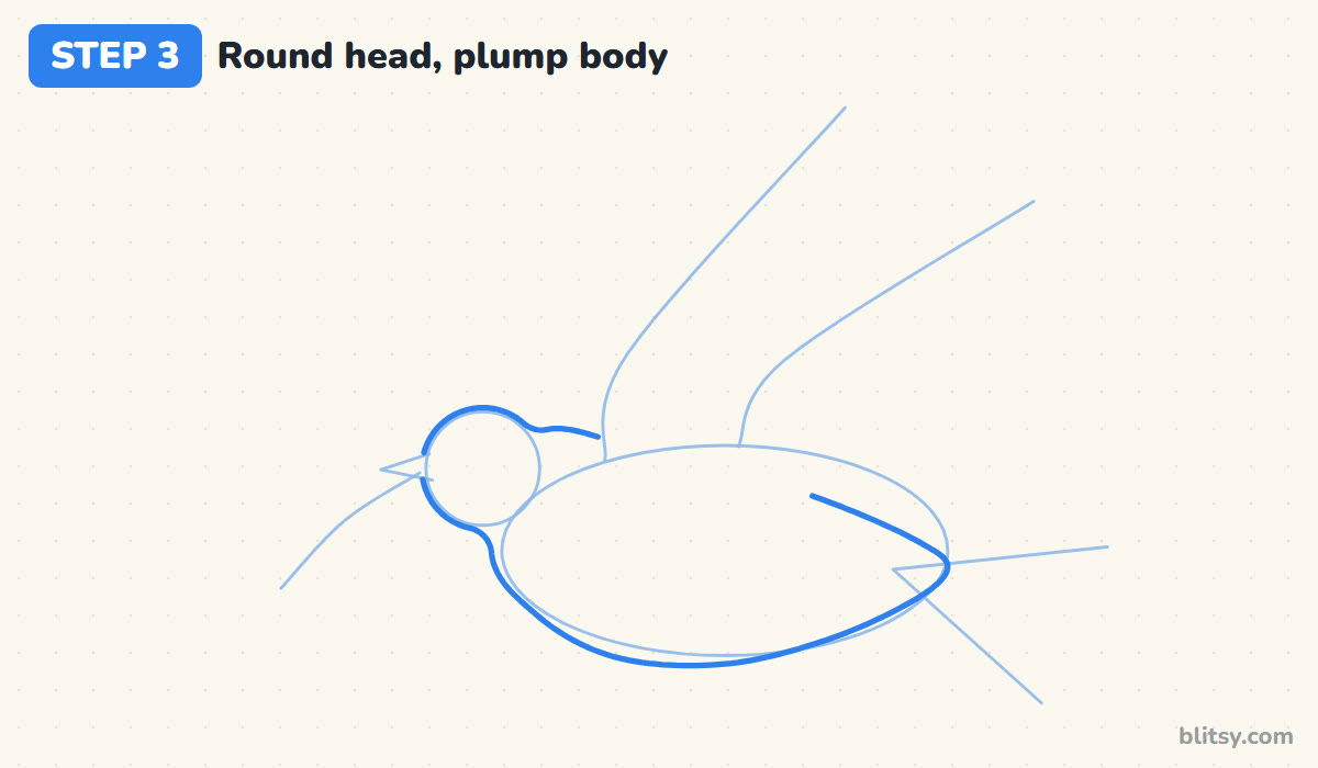 How to draw a dove step by step step 3 - draw the round head and plump body
