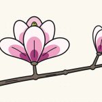 How to Draw a Magnolia Flower Step by Step (Easy Guide)
