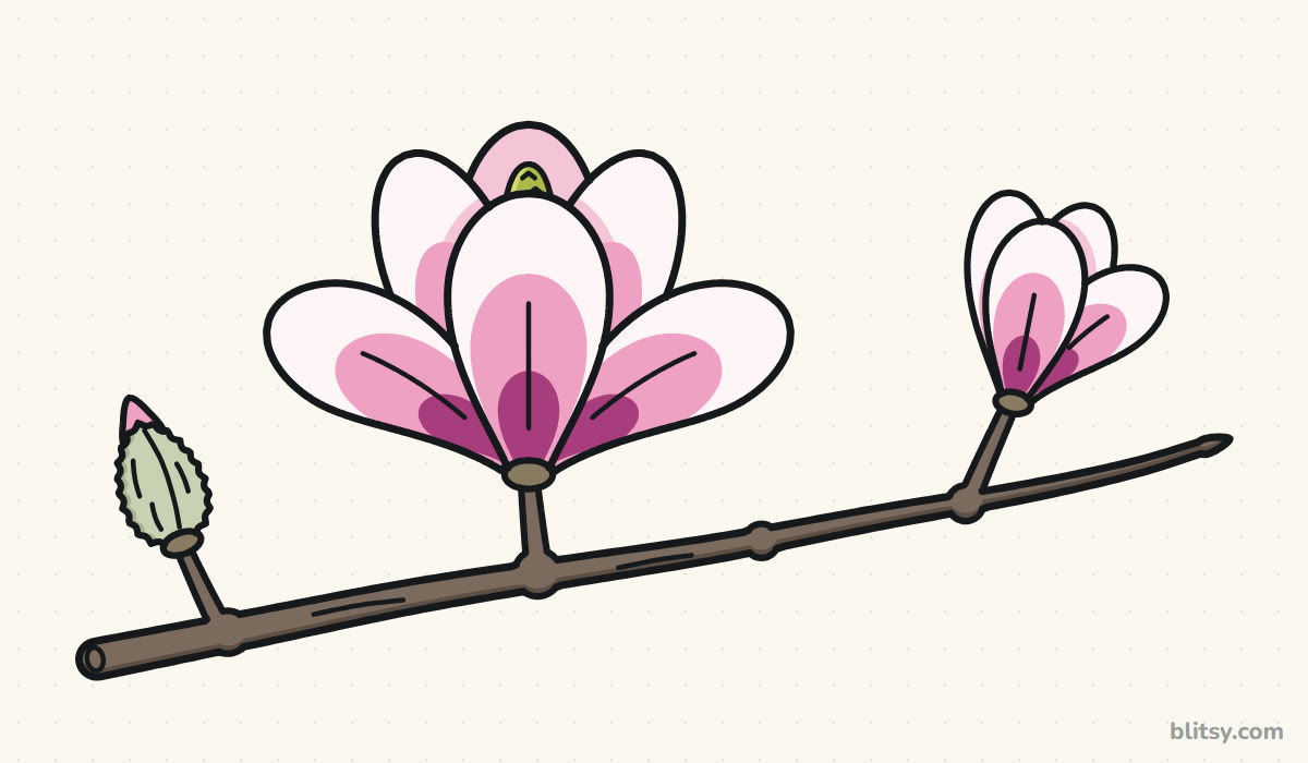 How to draw a magnolia flower step by step - finished drawing