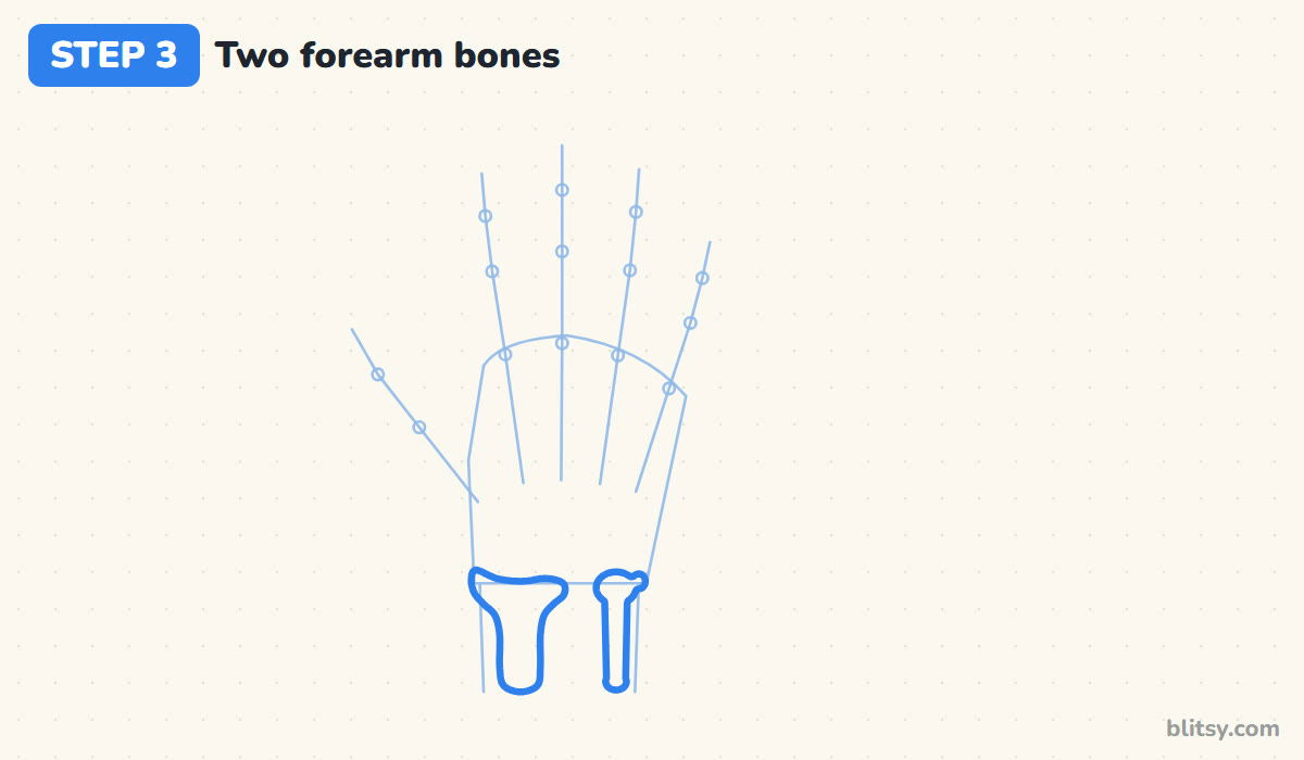 How to draw a skeleton hand step by step step 3 - draw the two forearm bones