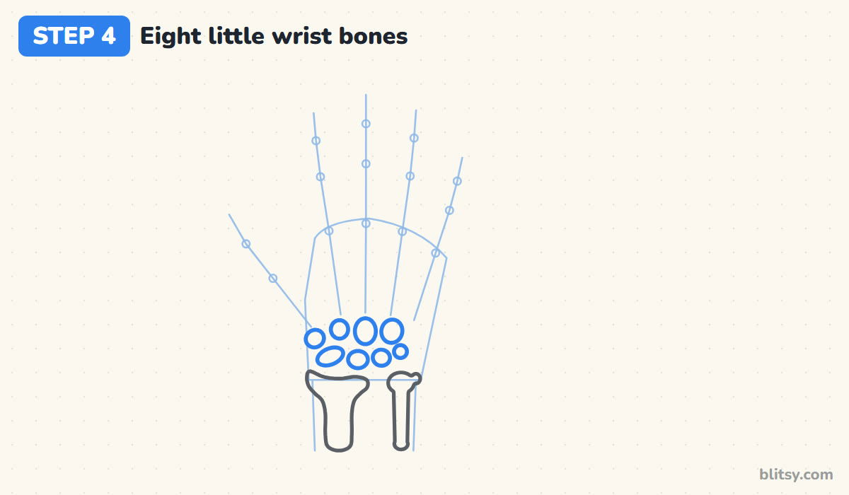 How to draw a skeleton hand step by step step 4 - fit in the eight little wrist bones