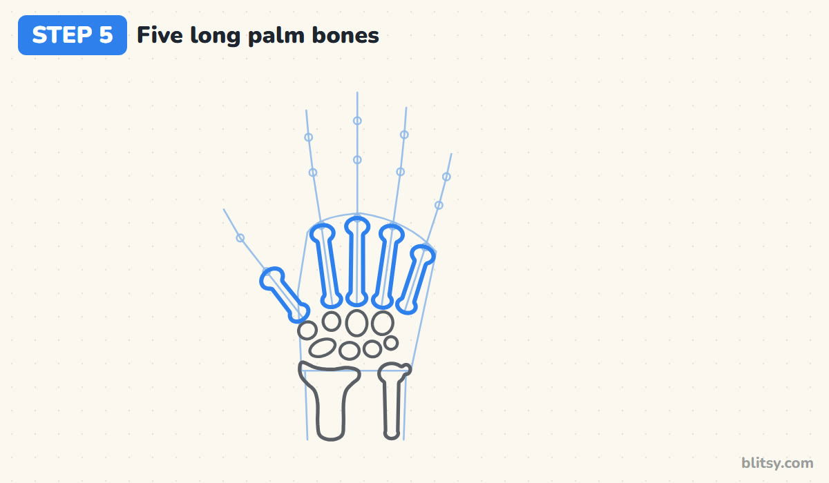 How to draw a skeleton hand step by step step 5 - draw the five long palm bones