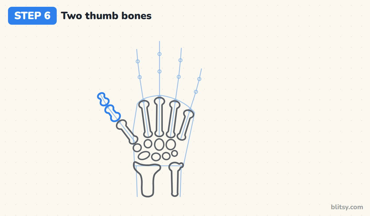 How to draw a skeleton hand step by step step 6 - add the two thumb bones