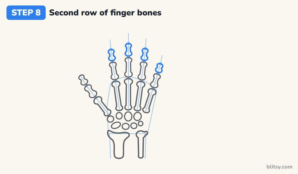 How to draw a skeleton hand step by step step 8 - add the second row of finger bones