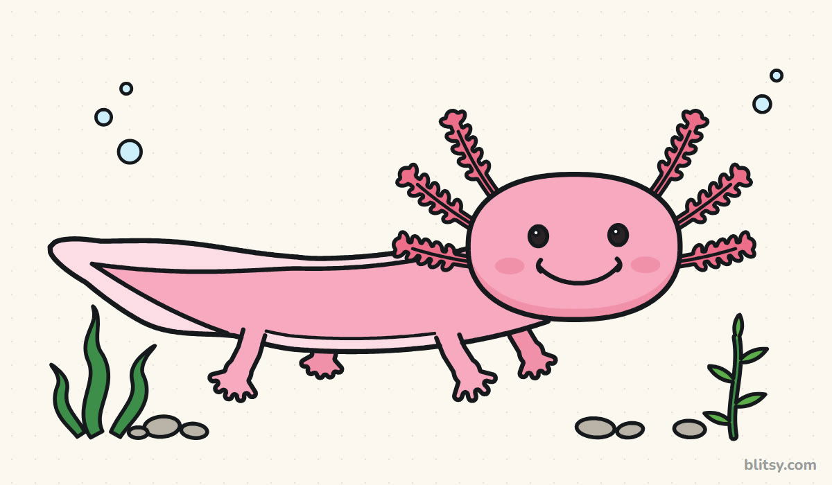 How to draw an axolotl step by step - finished colored axolotl drawing