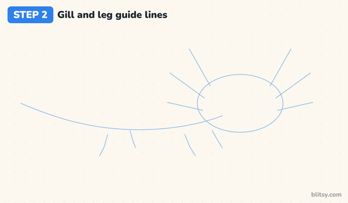 How to draw an axolotl step by step step 2 - add gill lines and leg lines