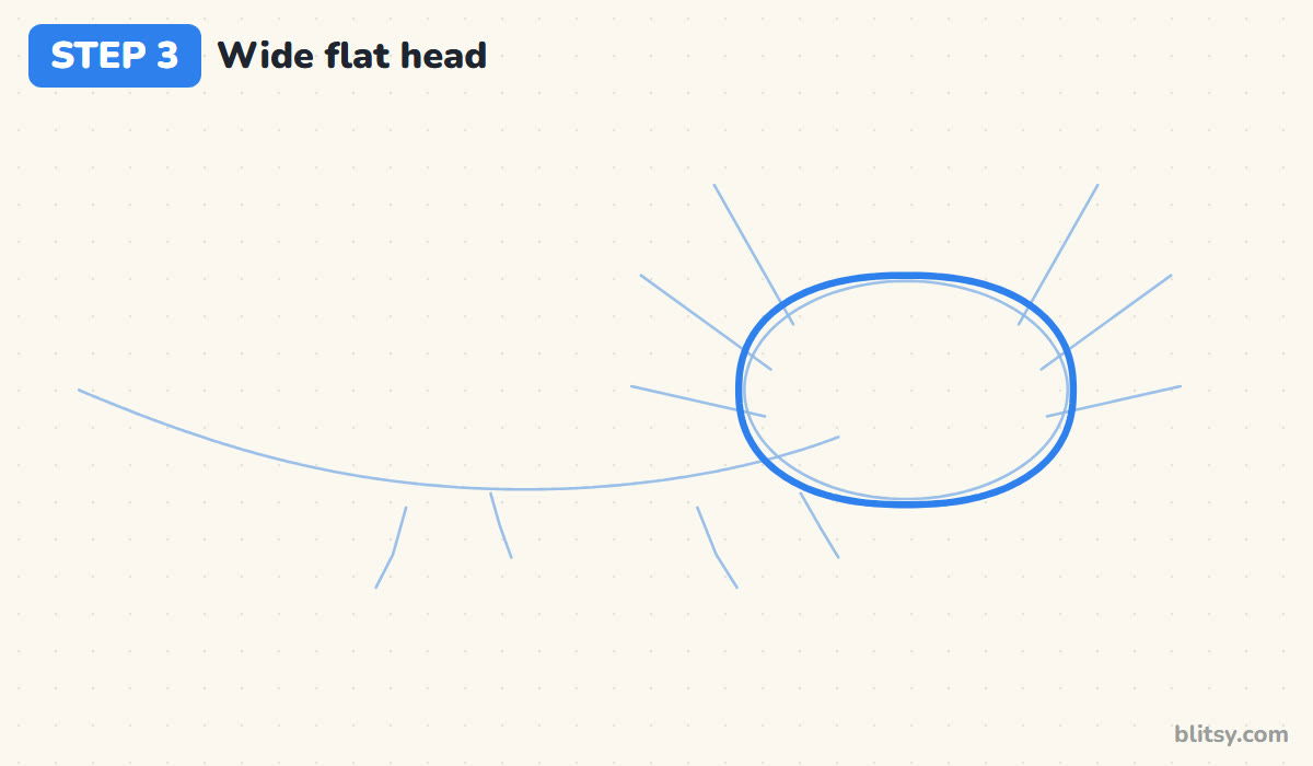 How to draw an axolotl step by step step 3 - draw a wide flat head