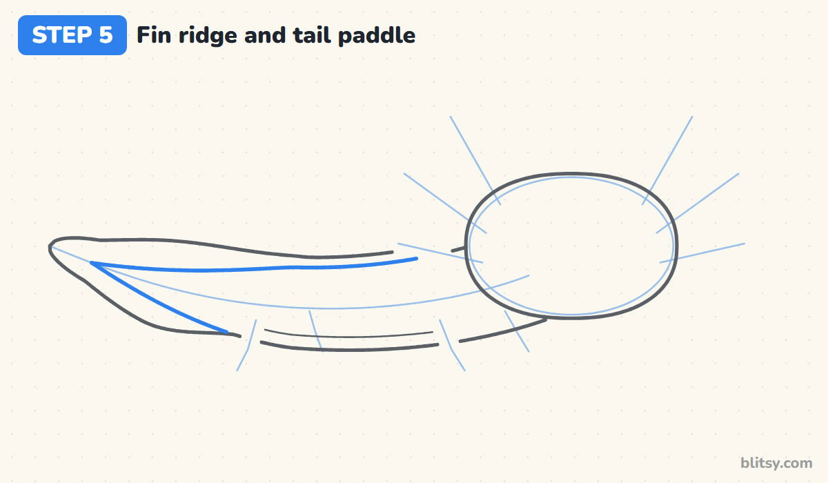 How to draw an axolotl step by step step 5 - mark the fin ridge and tail paddle