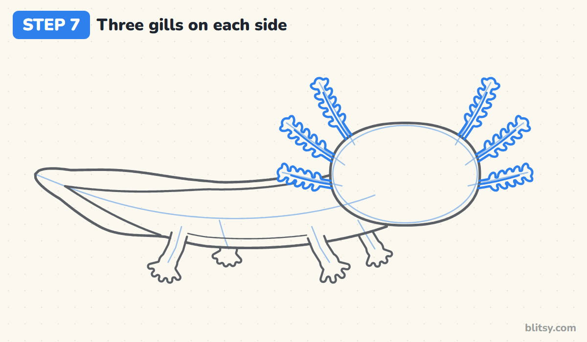 How to draw an axolotl step by step step 7 - draw three feathery gills on each side