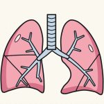 How to Draw Lungs Step by Step (Easy Science Diagram)