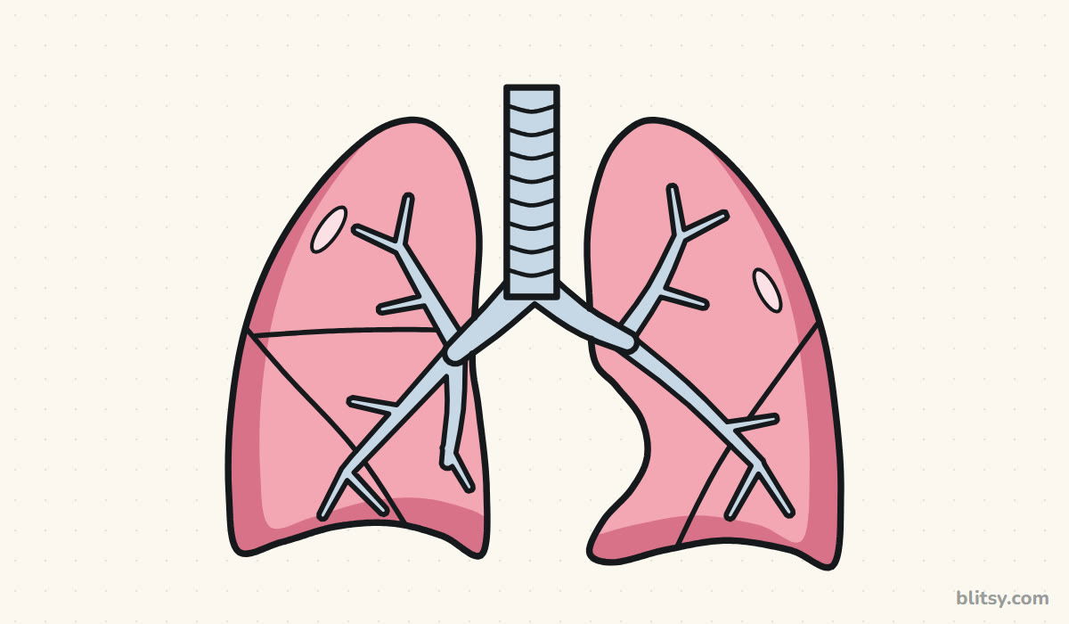 How to draw lungs step by step - finished drawing