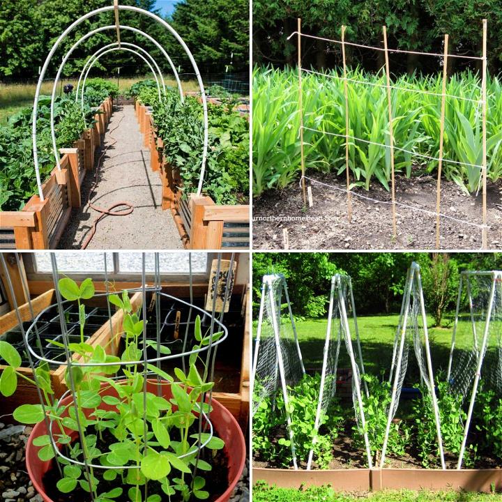 Diy Pea Trellis 20 Ideas To Support Peas Blitsy