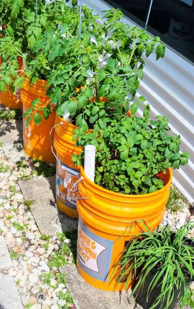 Self Watering Planters For Tomatoes