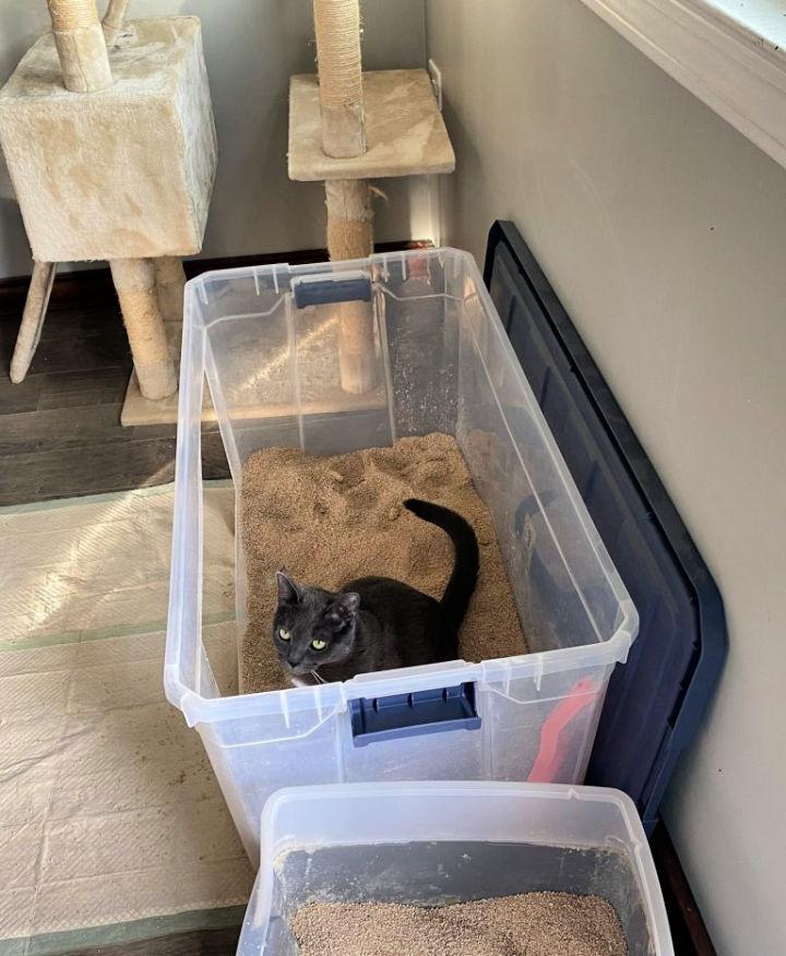Caja de arena para gatos mayores